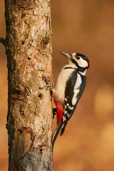 Büyük benekli ağaçkakan bir ağaç dalına tünemiş.