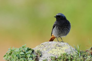 Siyah kızılay (Phoenicurus ochruros), Muscicapidae familyasından küçük ve güzel bir kuş türü.