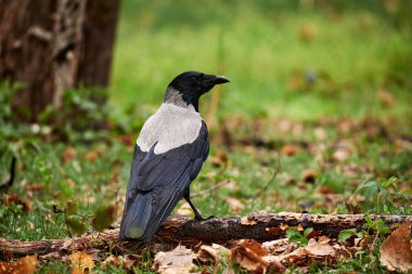 Hooded crow (Corvus cornix) perched on a branch fallen to the ground.