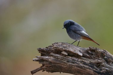Siyah kızılay (Phoenicurus ochruros), Muscicapidae familyasından küçük ve güzel bir kuş türü.