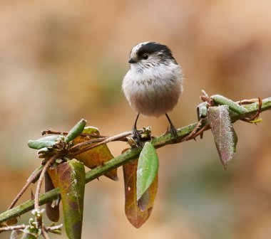 The long-tailed tit (Aegithalos caudatus) is a small passerine bird quite common in Europe.