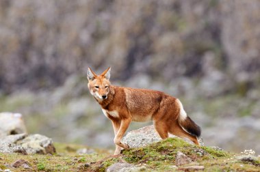 Ethiopian wolf (Canis simensis), endemic canid af Ethiopia, is one of the world's rarest canids, and Africa's most endangered carnivore clipart