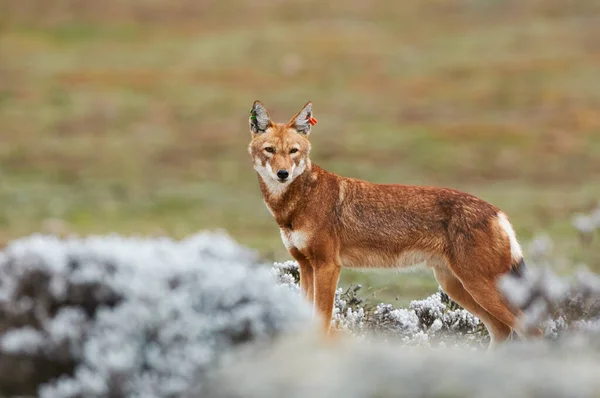 Эфиопский Волк Canis Simensis Эндемичный Собачий Эфиопии Является Одним Редчайших — стоковое фото