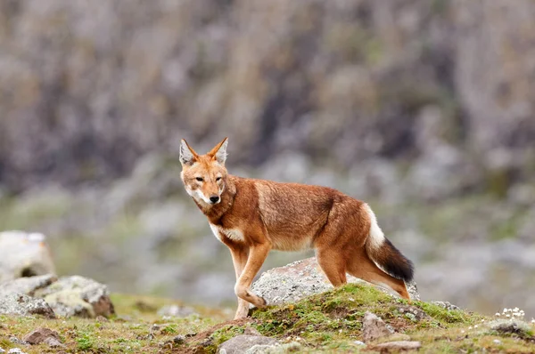 Lobo Etíope Canis Simensis Cánido Endémico Etiopía Uno Los Cánidos — Foto de Stock