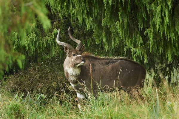 니알라 Tragelaphus Buxtoni 에티오피아 의작은 지역에 위기에 아름다운 — 스톡 사진