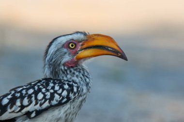 Botswana 'da çekilmiş güzel bir güney boynuzlu gagalı (Tockus leucomelas) portresi.