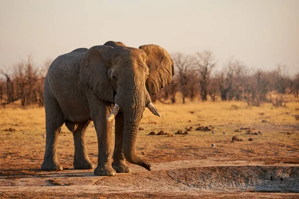在博茨瓦纳 一头大大象 Loxodonta Africana 在野生草原上行走 — 图库照片