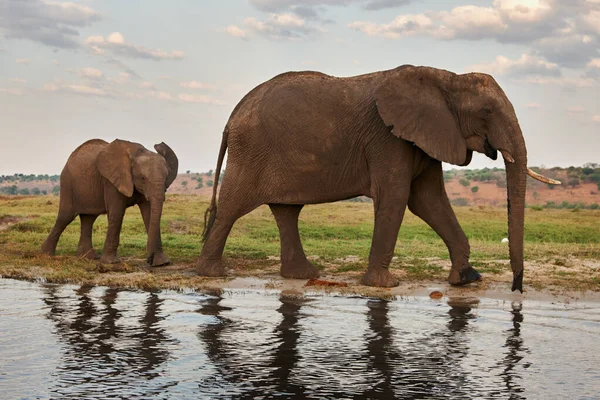 Двоє Слонів Доросла Жінка Дитина Ходять Вздовж Берега Річки — стокове фото