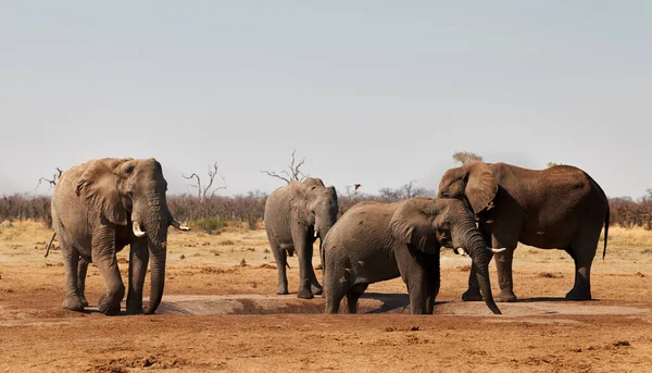 Elefantes Grandes Sacian Sed Pozo Agua Parque Botswana — Foto de Stock