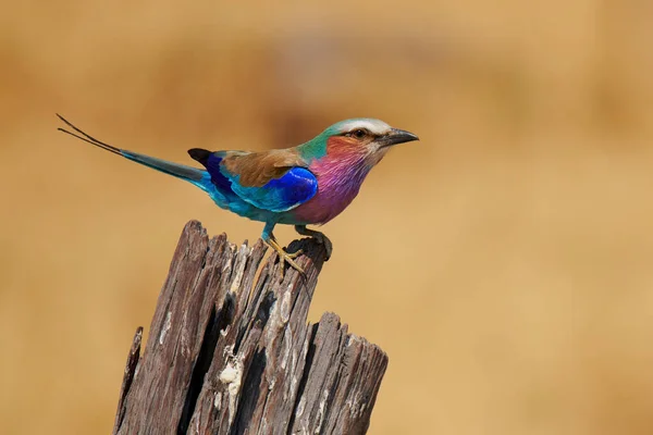 Lilak Prsní Jay Coracias Caudatus Jedním Nejkrásnějších Barevných Afrických Ptáků — Stock fotografie