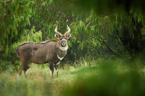 尼亚拉山 Tragelaphus Buxtoni 美丽的濒危羚羊 生活在埃塞俄比亚中部的一个小地区 — 图库照片