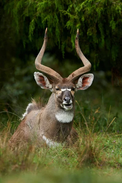 Montanha Nyala Tragelaphus Buxtoni Belo Antílope Ameaçado Extinção Que Vive — Fotografia de Stock