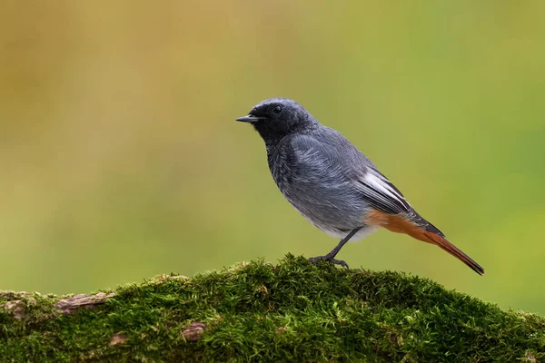 Black Redstart Phoenicurus Ochruros Litttle Beautiful Bird Family Muscicapidae — Stock Photo, Image