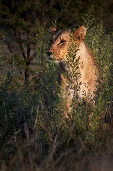 Прекрасная Львица Пантера Лео Оглядывается Вокруг Сидя Высокой Траве Саванны — стоковое фото