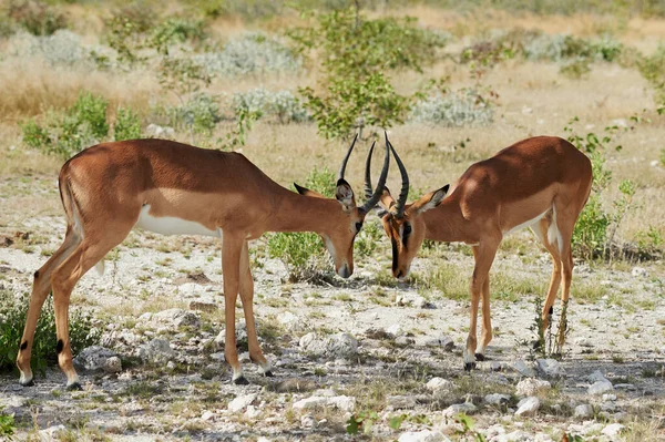 Όμορφο Τοπίο Στην Έρημο Namib Στο Deadvlei — Φωτογραφία Αρχείου