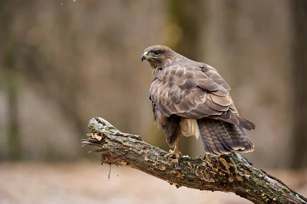 常见的秃鹰 Buteo Buteo 一种羽毛种类繁多的猛禽 — 图库照片