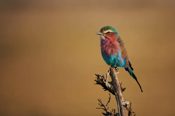 Rodillo Pecho Lila Encaramado Una Rama Fotografiado Con Fondo Monocromo — Foto de Stock