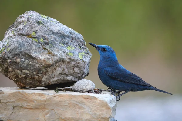 Piękny Niebieski Ptaszek Błękitna Skała Pleśniawka Monticola Solitarius — Zdjęcie stockowe