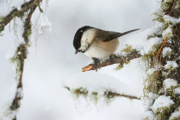 Teta Sauce Bajo Una Fuerte Nevada Frío Invierno — Foto de Stock