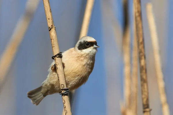 Pájaro Passirino Teta Pendulina Euroasiática Ramírez Pendulinus Una Caña —  Fotos de Stock