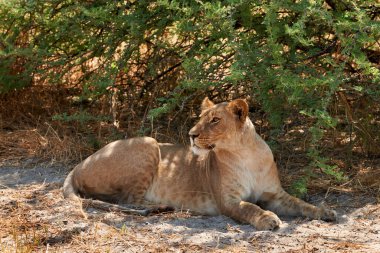 Günün en sıcak saatlerinde aslanlar bitkilerin gölgesinde yatar..