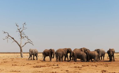 Üç büyük fil susuzluklarını Btswana parkındaki bir su birikintisinde gideriyorlar..