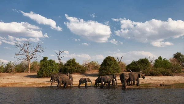 Flock Elefanter Går För Att Dricka Vid Chobe River Botswana — Stockfoto