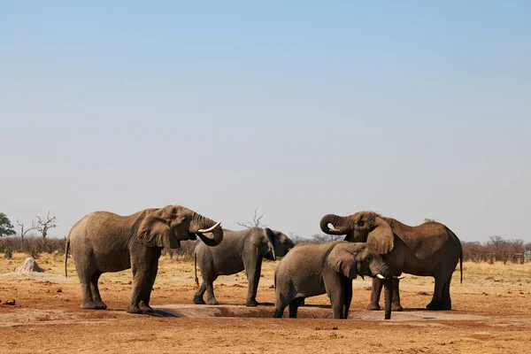 Les Grands Éléphants Étanchent Leur Soif Dans Trou Eau Parc — Photo