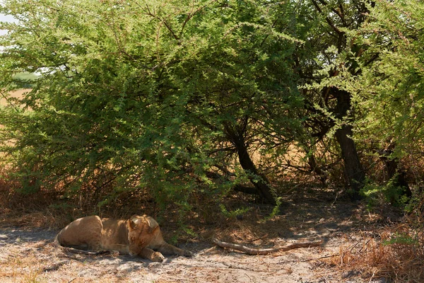 Den Heißesten Stunden Des Tages Liegen Die Löwen Schatten Der — Stockfoto