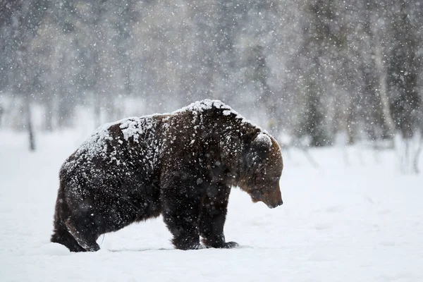 Grande Urso Marrom Fotografado Final Inverno Enquanto Caminhava Neve Taiga — Fotografia de Stock