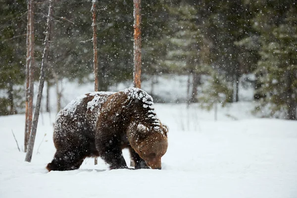 冬末雪在芬兰针叶林下一场大雪在散步时拍到的大棕熊 — 图库照片