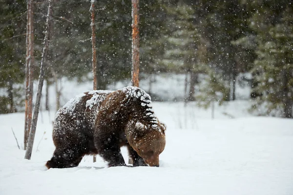 Stor Brun Björn Fotograferad Slutet Vintern Medan Promenader Snön Finska — Stockfoto