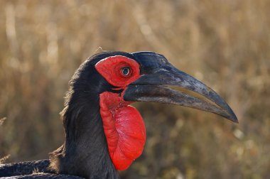 Kara Kartallar portre