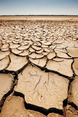 camargue kurak topraklarda