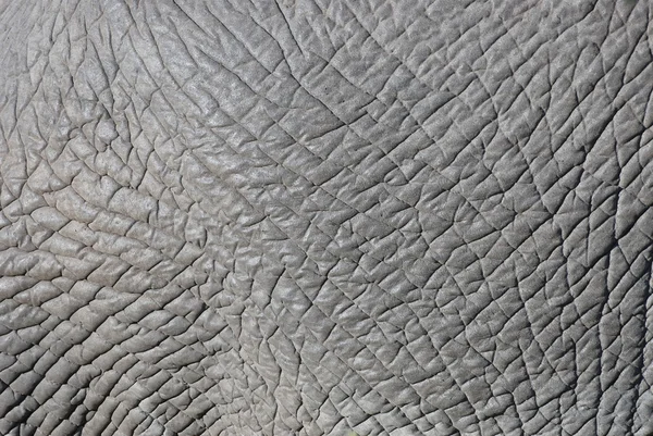 Elephant skin — Stock Photo, Image