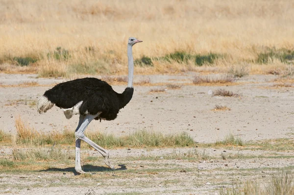 Autruche mâle dans la savane — Photo