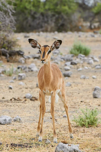 Black-faced impala — Stock Photo, Image