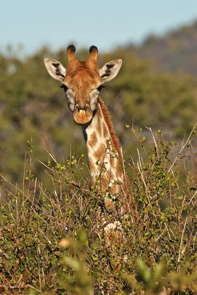 Giraffe portrait vertically — Stock Photo, Image