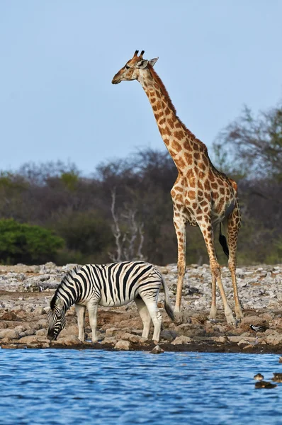 Giraffe en zebra — Stockfoto