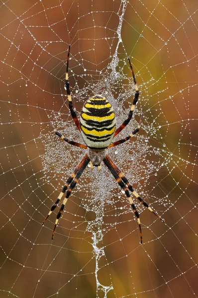Αράχνη argiope — Φωτογραφία Αρχείου