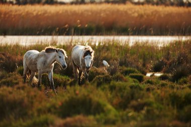 camargue, iki beyaz at