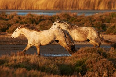 Beyaz atları camargue yatay