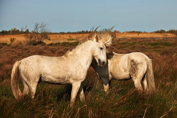 Dois cavalos brancos de Camargue — Fotografia de Stock