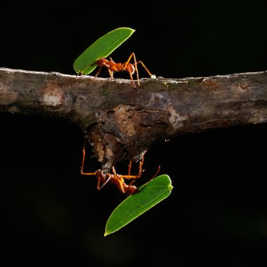 Leafcutter ants clipart