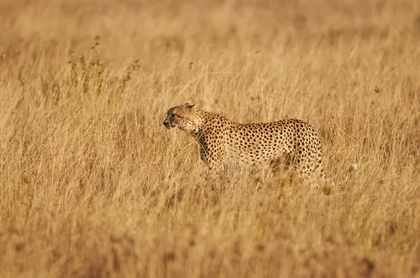 Cheetah in the savanna — Stock Photo, Image