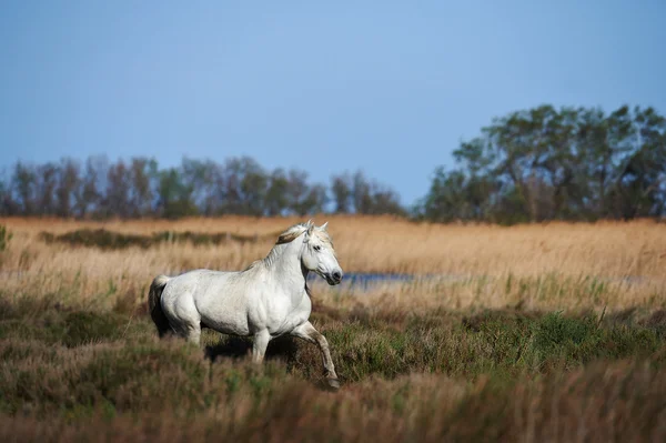 Caballo blanco de Camargue — Foto de Stock