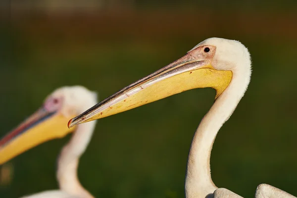 Roze pelikaan portret — Stockfoto