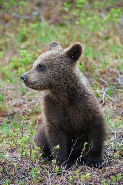 Petit d'un ours brun — Photo