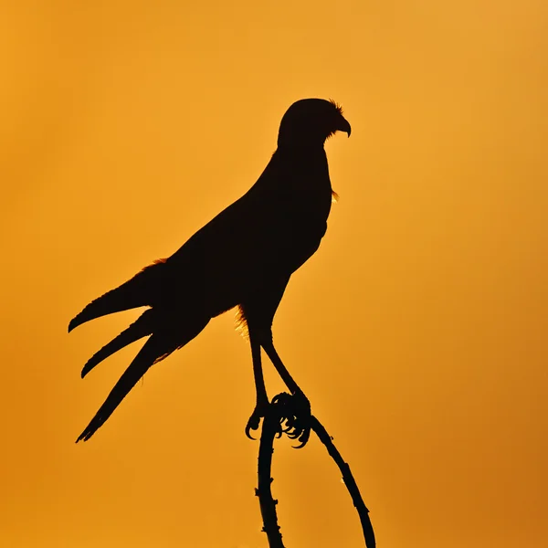 Cantilenare Goshawk — Foto Stock