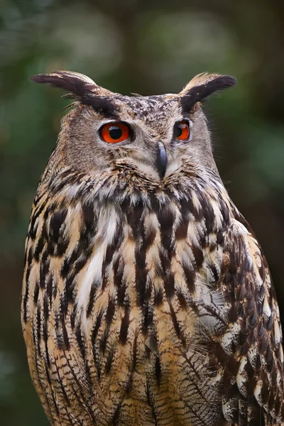 Búho águila — Foto de Stock